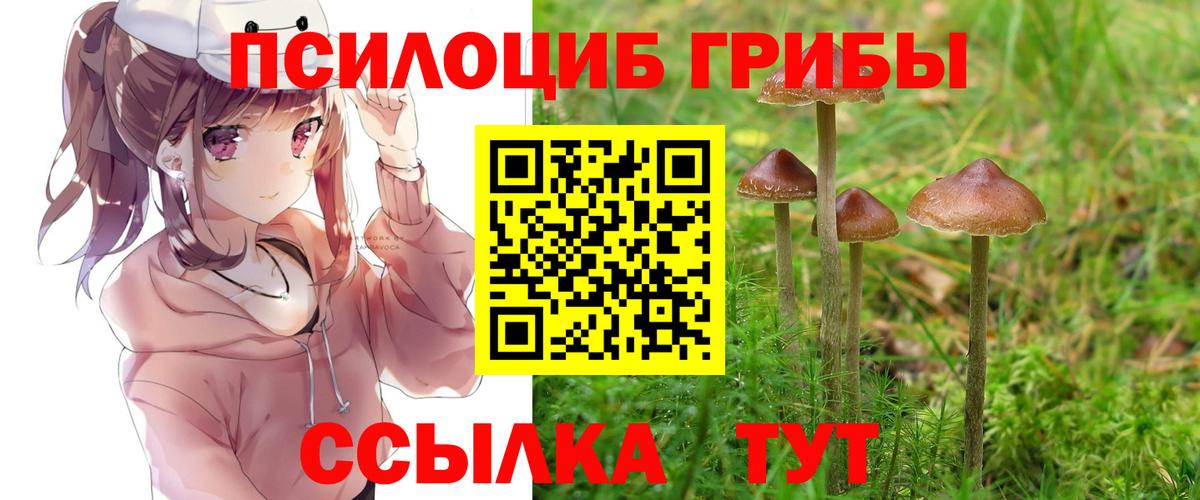 Галлюциногенные грибы Psilocybine cubensis  Вход с VPN  Вятские Поляны 